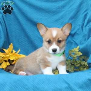 Russel, Pembroke Welsh Corgi Puppy